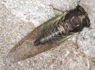 Cicada