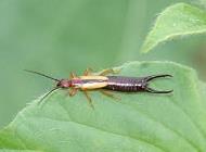 Earwig