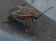 Boxelder Bug