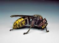 European Hornet