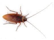 American Cockroach