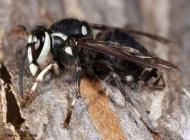 Bald Faced Hornet