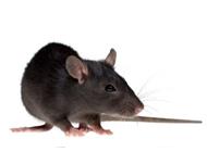 black-rat