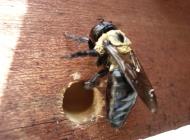 Carpenter Bee