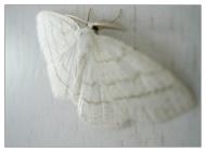 clothes-moth