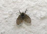 Drain Fly