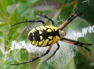 Garden Spider