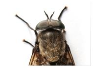 Horse Fly