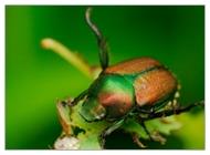 japanese beetle