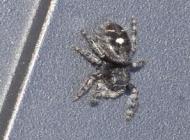 Jumping Spider