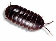 Pill Bugs