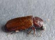 powder post beetle