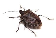 Stink Bug