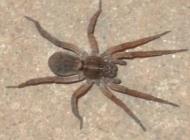 Wolf Spider